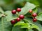 Ripe red color seeds of a wild bush, selective focus