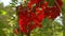 Ripe red currant on a bush in the garden