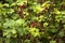 Ripe red currant grows on the branches of a Bush, useful berries, background