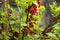 Ripe red currant grows on the branches of a Bush, useful berries, background