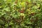 Ripe red currant grows on the branches of a Bush, useful berries, background