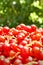 Ripe red currant heap after harvest