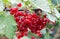 Ripe red currants on a branch currant bush