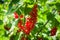 Ripe red currants. Bush of red currant in the garden