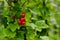 Ripe Red currants in the garden, selective focus - some berries in focus, some are not