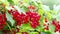 Ripe red currants Ribes rubrum in homemade garden in 4K VIDEO. Fresh bunch of natural fruit growing on branch on farm.