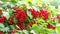 Ripe red currants Ribes rubrum in homemade garden in 4K VIDEO. Fresh bunch of natural fruit growing on branch on farm.