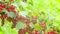 Ripe red currants Ribes rubrum in homemade garden in 4K VIDEO. Fresh bunch of natural fruit growing on branch on farm.