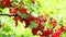 Ripe red currants Ribes rubrum in homemade garden in 4K VIDEO. Fresh bunch of natural fruit growing on branch on farm.