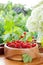 Ripe red currants in wooden bowl and bouquet of wh