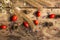 Ripe red dog-rose fruits with grass, white daisies, purple violets on an old wooden table