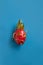 Ripe red dragon fruit isolated on colorful background