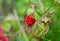 Ripe red garden strawberry berry, wild berry, selective focus