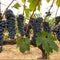 Ripe red grape clusters on the vine.