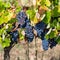 Ripe Red Grapes with Green Leaves on the Grapevine