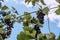 Ripe red grapes hang in a cluster on a green vine in the vineyard. Black maiden grapes, large bunch. Delicious and healthy fruits