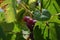 ripe red grapes between the leaves