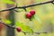 Ripe red haw berries on thorny hawthorn tree branch. Autumn close up naure background