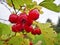 Ripe red hawthorn berries, almost transparent from ripeness.