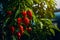 Ripe red hot pepper growing on a bush in a greenhouse