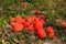 Ripe red kuri squash 