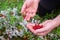 Ripe red lingonberry, partridgeberry, or cowberry grows in forest at autumn.