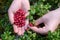 Ripe red lingonberry, partridgeberry, or cowberry grows in forest at autumn.