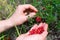 Ripe red lingonberry, partridgeberry, or cowberry grows in forest at autumn.