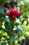 Ripe red lingonberry in the summer forest