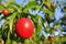 Ripe red nectarines on the tree in an orchard on a sunny afternoon