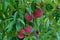 Ripe red peaches hanging on a branch on peach tree