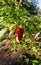 Ripe red pepper on a green Bush in the garden. Autumn harvest. Garden and vegetable garden. Gardening. agriculture. Healthy fruits