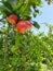 Ripe red pomegranate with blurred view on a tree