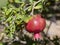 Ripe red pomegranate hanging on a branch