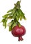 Ripe red pomegranate hanging on a branch on white background