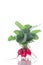 Ripe red radish with foliage
