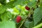 Ripe red raspberries on a bush. Delicious fresh berries. Homegrown, gardening and agriculture consept. Natural organic food