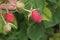 Ripe red raspberries ripening on a bush in the garden