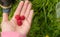 Ripe red raspberry in the hands of women, holds out the berries in the palm of your child