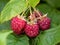 Ripe, red raspberry hanging on a bush