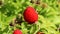 Ripe red raspberry-strawberry on bush close-up, rotation. Hybrid of raspberry and strawberry crossed, exotic berry