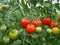 Ripe red and ripening green and yellowish tomatoes hanging on the plants