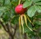 Ripe red rosehip on a green branch