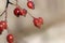 Ripe red rosehips illuminated with a soft light. Blurred background. Autumnal wallpaper