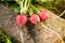 Ripe red round radish on natural background in the early spring.
