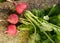 Ripe red round radish on natural background in the early spring.