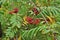 Ripe red rowan bunches on the branches.