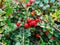 ripe red shiny berries cotoneaster