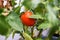 A ripe red, shiny, fresh, juicy tomato on a branch of a tomato plant behind lush leaves.