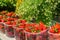 Ripe red strawberries arranged in plastic boxes baskets at the farmers market ready for sale with chamomile in green vase on the b